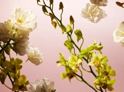 Fleurs de l'Himalaya>Rituals Shop