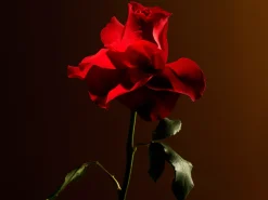 Imperial Rose Fragrance Sticks><noscript><img width=