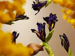 Orris Mimosa Fragrance Sticks><noscript><img width=