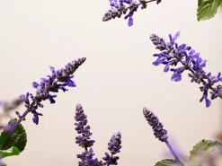 Refill Anti-Ageing Serum><noscript><img width=