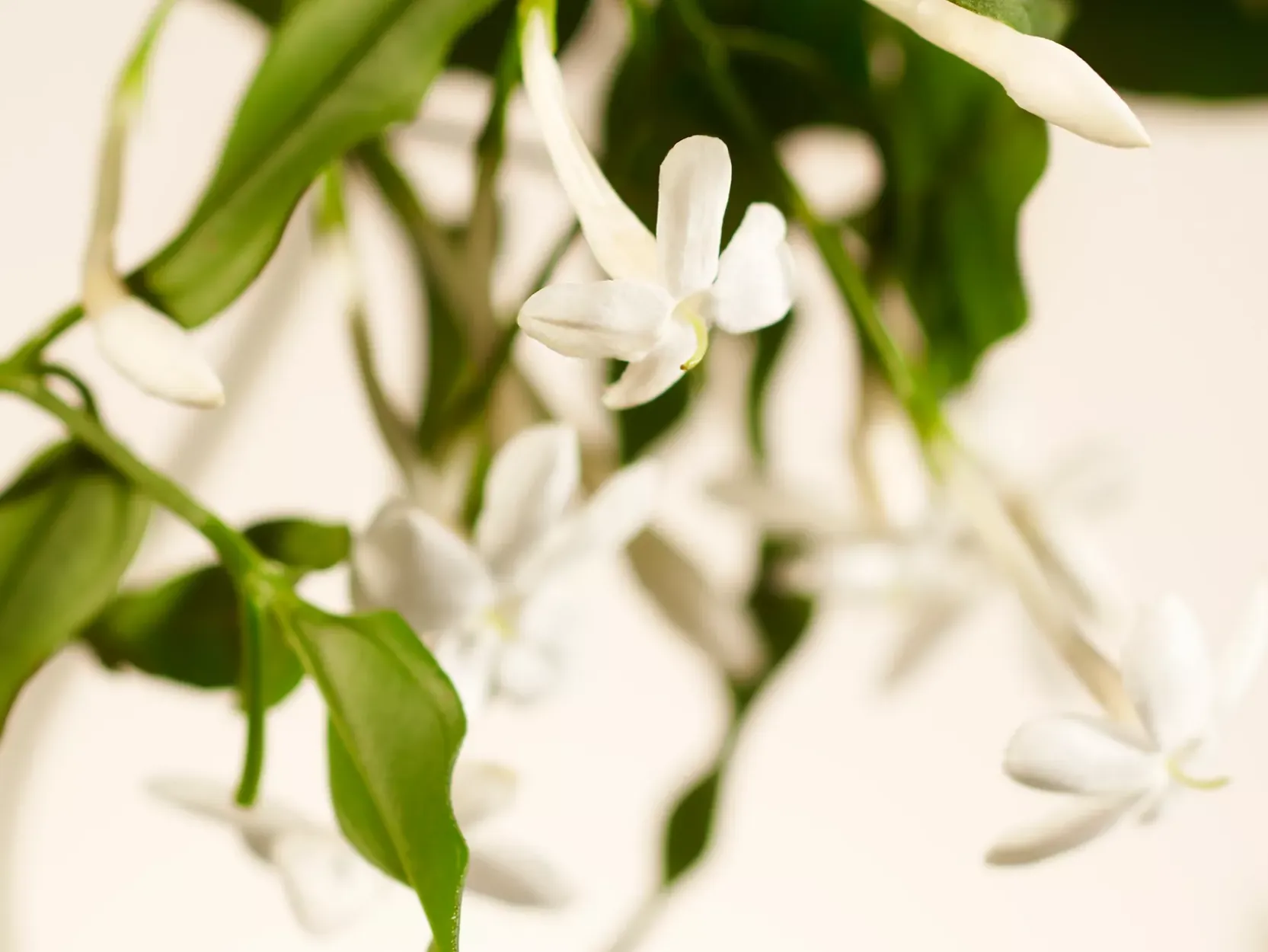XL Sweet Jasmine Scented Candle>Rituals Outlet